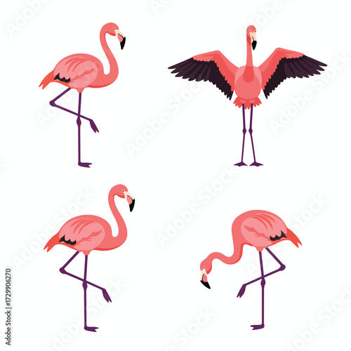 Four Pink Flamingo Illustrations in Different Poses Standing Wings Spread and Feeding.