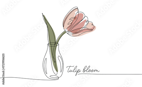 Elegant single pink tulip flower in a minimalist glass vase with delicate line art and watercolor accents on a white background perfect for spring and floral designs