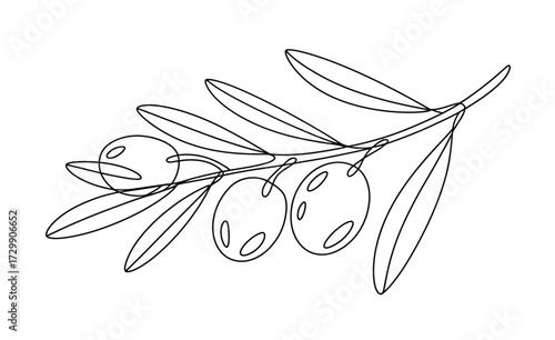 Minimalist line art illustration of an olive branch with olives and leaves hand drawn in a simple elegant and modern style perfect for natural and organic designs