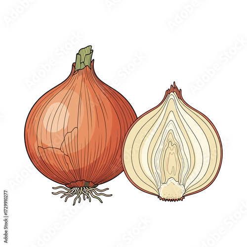 Fresh allium cepa vegetable with root and bulb section showing internal layers.