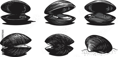 Clam illustration, pearl shell drawing, marine life sketch, seashell artwork, ocean mollusk design, black white clam art, pearl oyster illustration