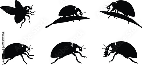 Ladybug silhouette, insect vector, flying ladybug, crawling beetle, insect on leaf, bug illustration, nature insect art, entomology design, wildlife graphic