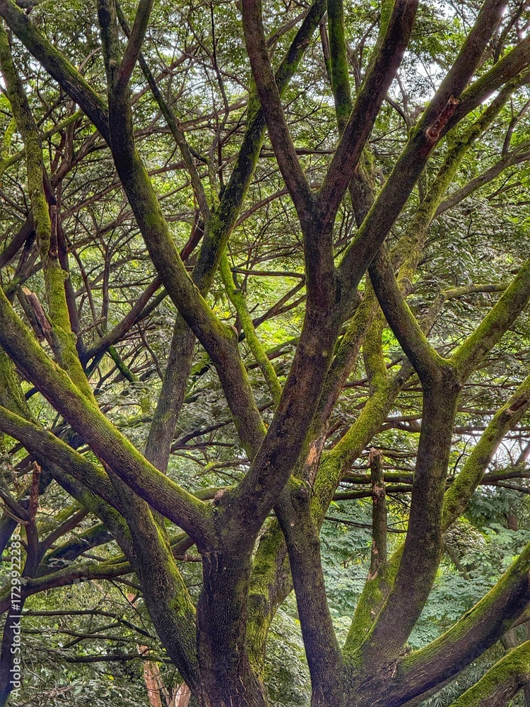 Fototapeta premium old oak tree