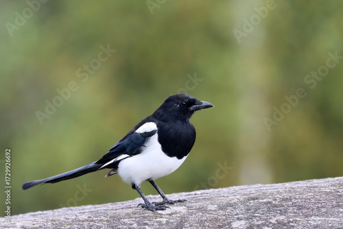 Canvas Print Magpie