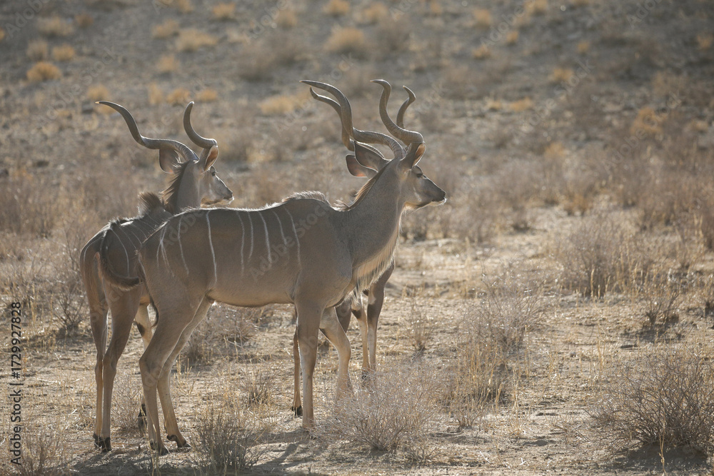 Obraz premium Kudu antelope walking across the arid Kalahari Desert landscape