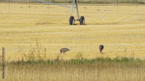 Sandhill Cranes feeding in Irrigated Wheat Field in morning light