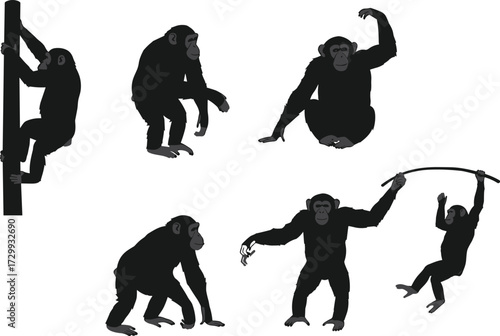 Chimpanzee vector silhouettes set, monkey climbing, sitting, walking and swinging poses, jungle wildlife illustration, black ape artwork, animal design collection