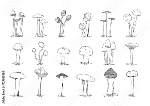 キノコの手描きイラストセット