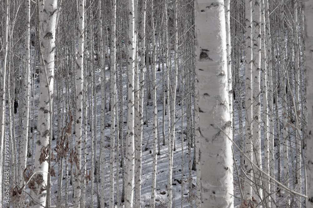 Fototapeta premium 자작나무숲