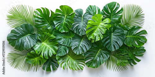 Wallpaper Mural Arrangement of fresh green monstera and palm leaves isolated on white background Torontodigital.ca