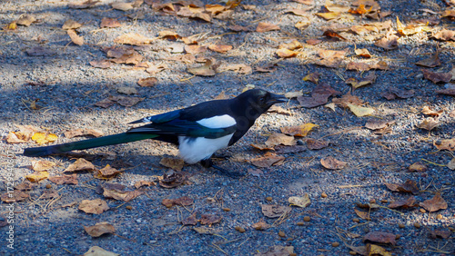 A young magpie on a path with dry autumn leaves