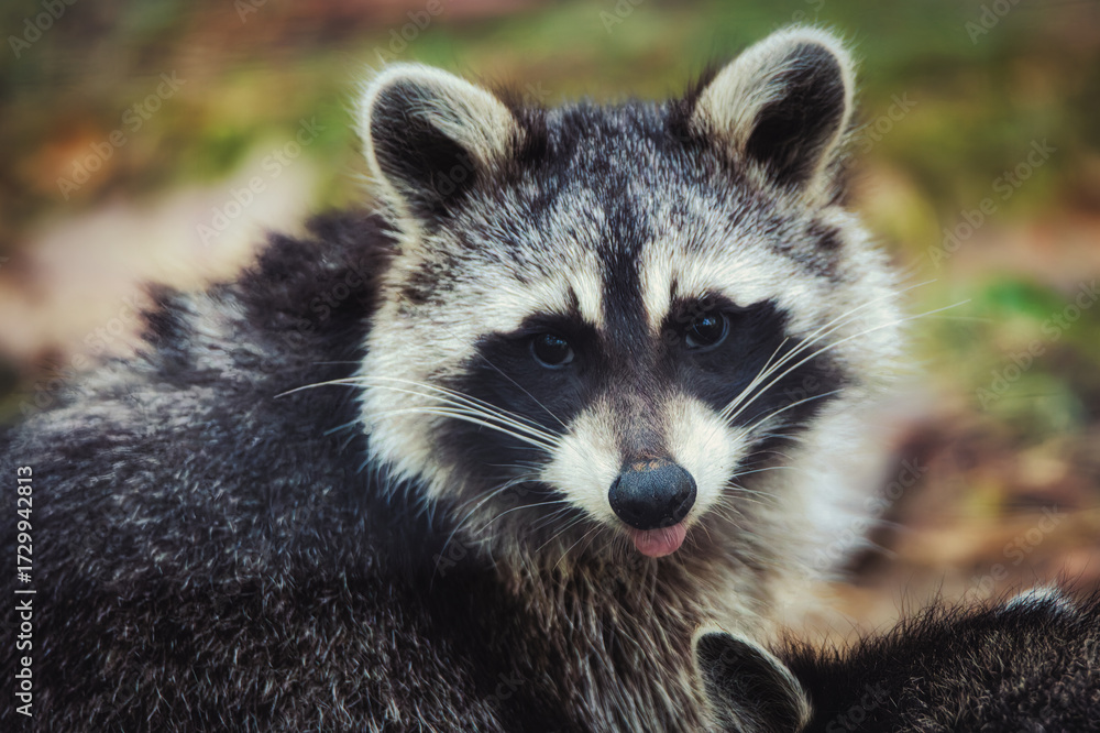 Fototapeta premium Raccoon Wild Wildlife Cute Animal 