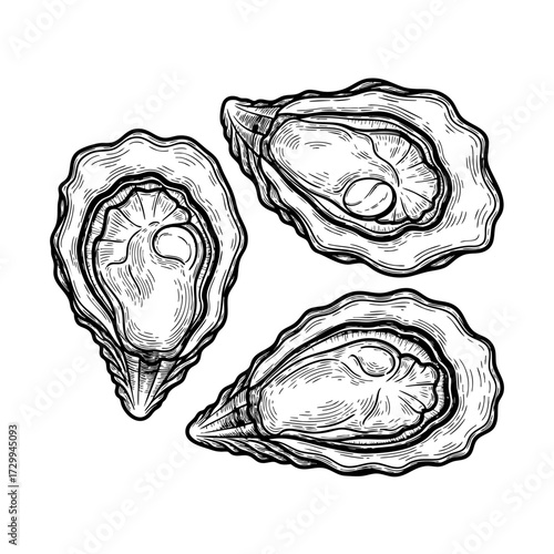 Oysters clipart vector hand drawn set in sketch style. Seafood delicacy in shells, line art in retro engraving style. Black and white seafood image.