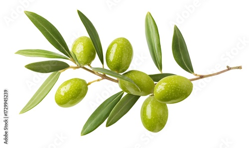 Wallpaper Mural Healthy and Green Olive Food Torontodigital.ca