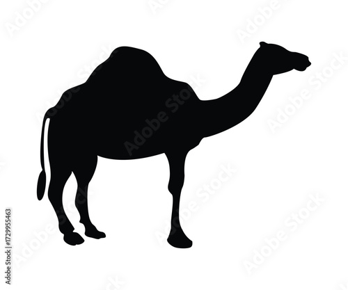 Camel Silhouette Vector Illustration on White Background 