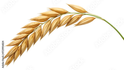 Golden oat spike isolated on black background healthy grains and cereals farm fresh harvest and agricultural produce concept