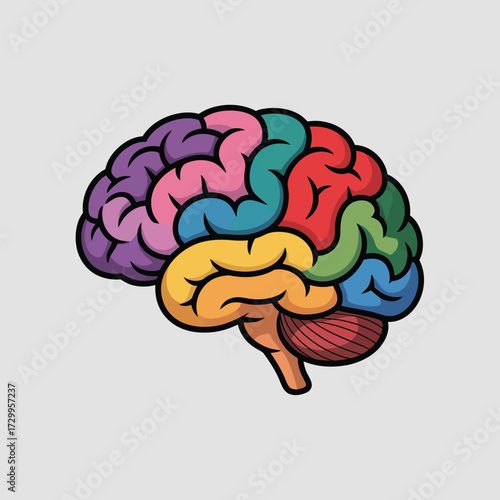 Colorful human brain anatomy with lobes clearly defined and visually segmented for educational purposes illustration
