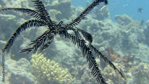 Diving into serene underwater world of Red Sea reveals captivating movements of sea lilies, showcasing their delicate structures amidst colorful coral formations in this mesmerizing habitat.