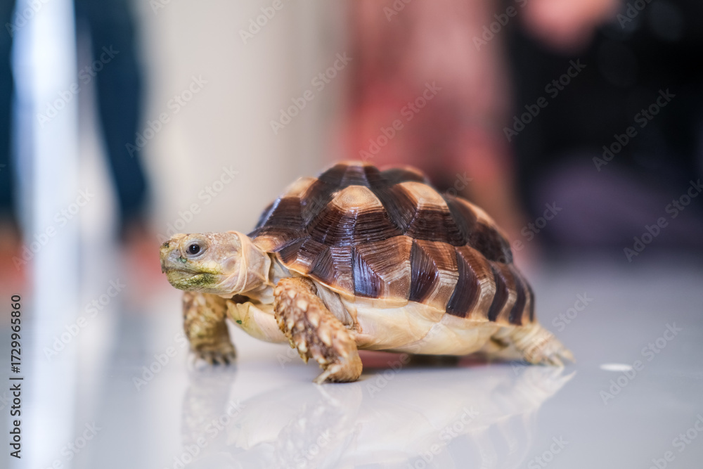 Obraz premium Small tortoise walking slowly on a smooth reflective surface indoors, its patterned shell catching the light while its curious face looks ahead with calm and steady movement.