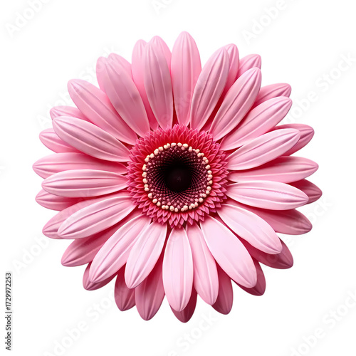 Close up of a pink gerbera daisy isolated on transparent background