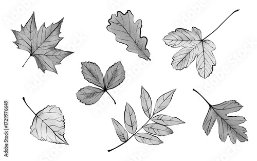1578_Different textured autumn leaves isolated in grayscale on white background