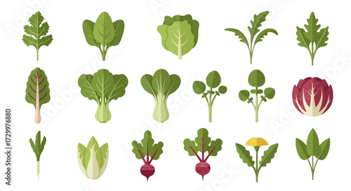 Assortment of Fresh Green Leafy Vegetables.