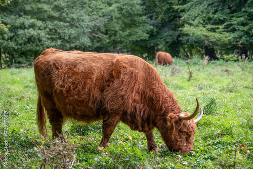 Highland Cattle Grazing in Lush Green Pasture