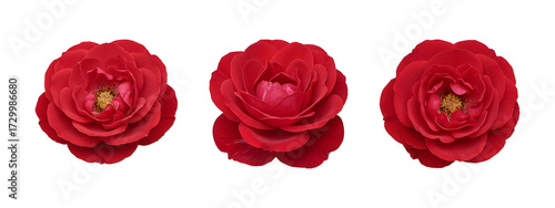 Set of red camellia flowers isolated