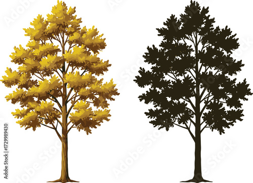 Cad drawing flat vector illustration, autumn tree with yellow leaves, silhouette tree, seasonal contrast, botanical study, foliage comparison, nature design