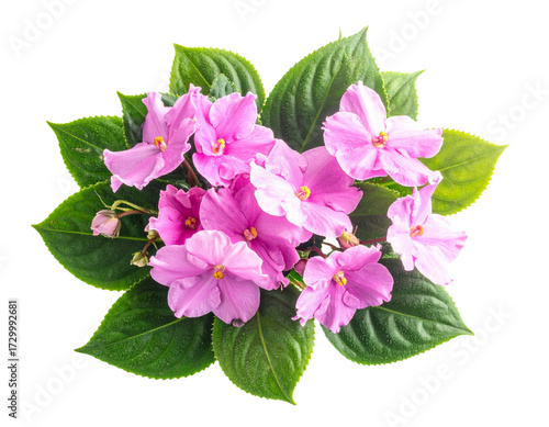  Pink Impatiens Flowers with Green Leaves, Top-Down View, Transparent Background