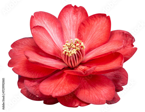 - Single Red Impatiens Flower in Bloom, Close-Up Macro, Transparent Background