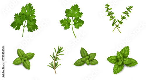 Collection of Fresh Herbs Used in Cooking, Ideal for Culinary Projects and Food Graphics