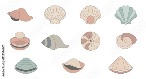 Collection of diverse seashells and conch shells in various colors and shapes.