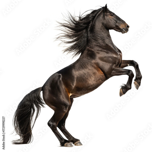 Black running horse  isolated on white background PNG