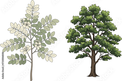 Two tree species, compound leaves, white flowers, dense foliage, thick trunk, botanical contrast, nature diversity, flat vector, cad drawing, illustration