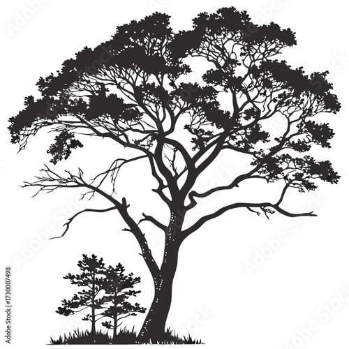 Tree top view outline collection, diverse foliage patterns, ideal for architectural plans, landscape designs, urban planning botanical illustrations, and garden