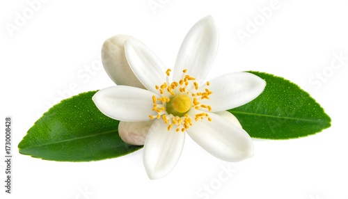 Close-up of a delicate citrus flower