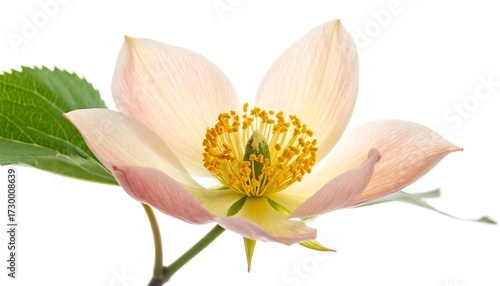Close-up of a delicate, peach-toned flower