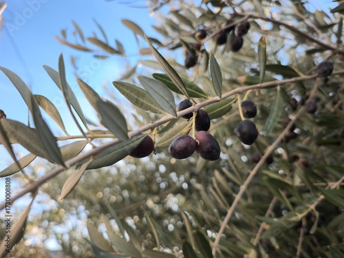 olives on a tree