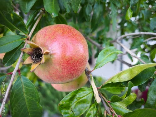 pomegranate on tree