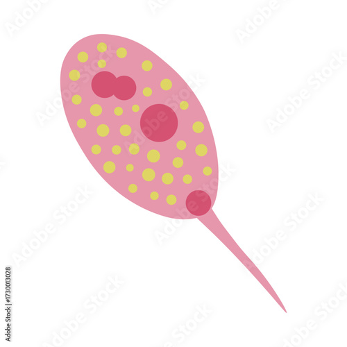 Phacus Protozoa 