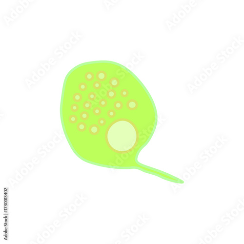 Phacus Protozoa 