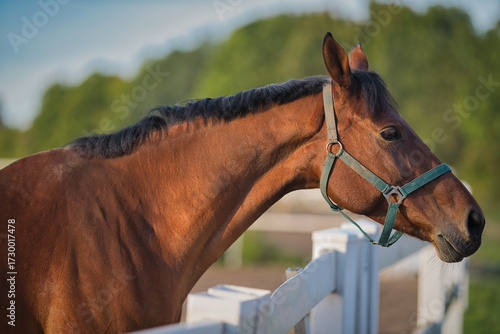 portrait of a horse