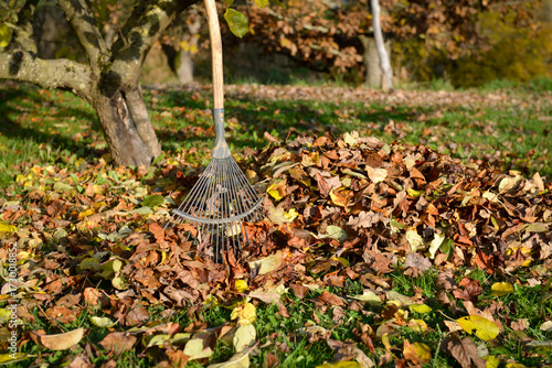 Râteau ou balai à feuilles au milieu d'un tas de feuilles mortes au pied d'un arbre sur la pelouse en automne, vue large