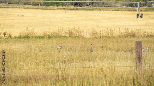 Sandhill Cranes Walk towards Golden Wheat Field in Montana