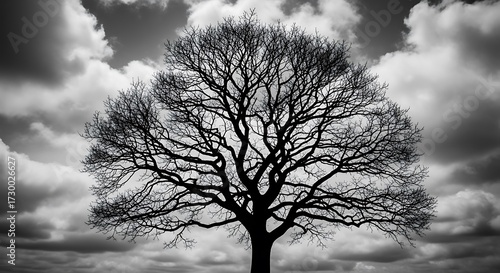 Black and White Tree Against Cloudy Sky.