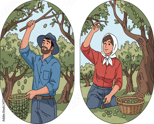 Farmers harvesting olives from trees, man and woman collecting fruits in baskets, traditional agriculture, rural lifestyle, countryside organic farming illustration.
