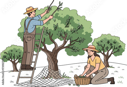 Farmers harvesting olives from tree, man pruning branches, woman collecting fruits in basket, traditional agriculture, rural lifestyle, organic farming illustration.