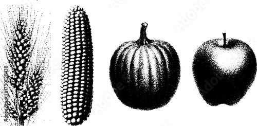 Illustration of various vegetables: wheat, corn, pumpkin, and apple. Simple black and white vector set showcasing organic elements.