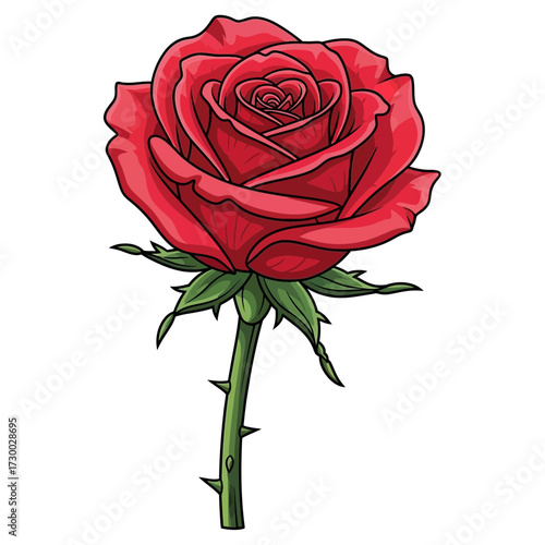 Red rose blossom with stem and thorns on a white background.